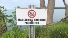 Corte Suprema de Florida rechaza iniciativa electoral que pretende legalizar la marihuana recreativa