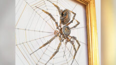 Artista húngaro crea arañas con piezas de relojes de bolsillo como parte de su «colección de metales»