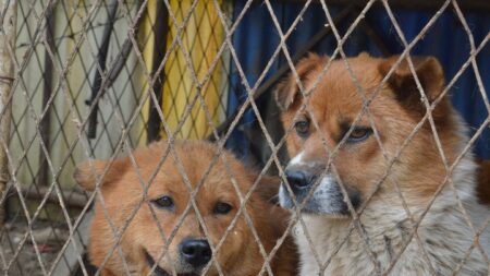 Perrita rescatada de granja de muerte en Corea del Sur vive feliz transformación con su nueva dueña