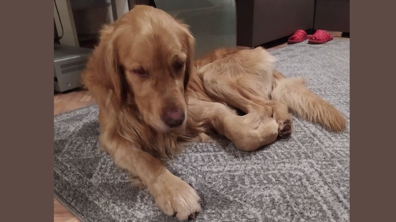 Perro atrapado 32 días en agujero es rescatado por un cachorro: «Caí de rodillas y lo abracé»