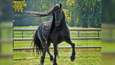 Semental Frederik el Grande, de 20 años, es considerado el caballo más hermoso del mundo
