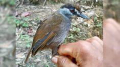 Aparece un pájaro en Indonesia que no se veía desde hace 170 años
