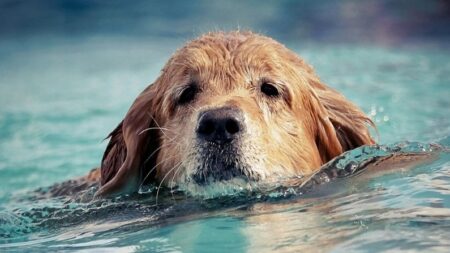 Golden retriever de 3 años perdido aparece después de 16 días: ¡Lo encontraron nadando en una bahía!