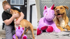 Detienen a perrito por robar 5 veces un unicornio de una tienda, pero se sale con la suya