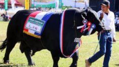 “Bolsonaro”, el gran toro paraguayo que se vendió en USD  50,000