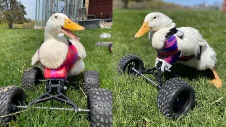 Patita con discapacidad tras ataque de depredador ahora corre en su nueva «silla de ruedas»