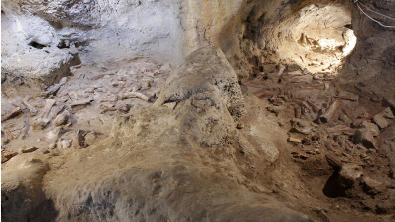 Los restos de nueve homínidos del periodo Neandertal y de algunos animales de la época fueron descubiertos en el yacimiento paleolítico de la cueva de Guattari en la localidad de San Felice Circeo, en la provincia de Latina, en el centro de Italia, informó este sábado 8 de mayo de 2021 el ministerio de Cultura italiano. EFE/Ministerio de Bienes Culturales de Italia