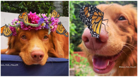 Milo, el perrito encantador de mariposas: su hocico las atrae y aterrizan sobre él