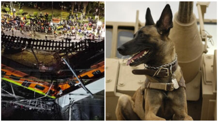 Evil y Ecko: los perros de rescate que fueron héroes en la tragedia del Metro en México