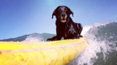 Perro surfista es toda una estrella de Argentina: “Disfruta más surfear que masticar un rico hueso”
