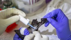 No se vendían murciélagos ni pangolines en el mercado húmedo de Wuhan, dice investigación de Oxford