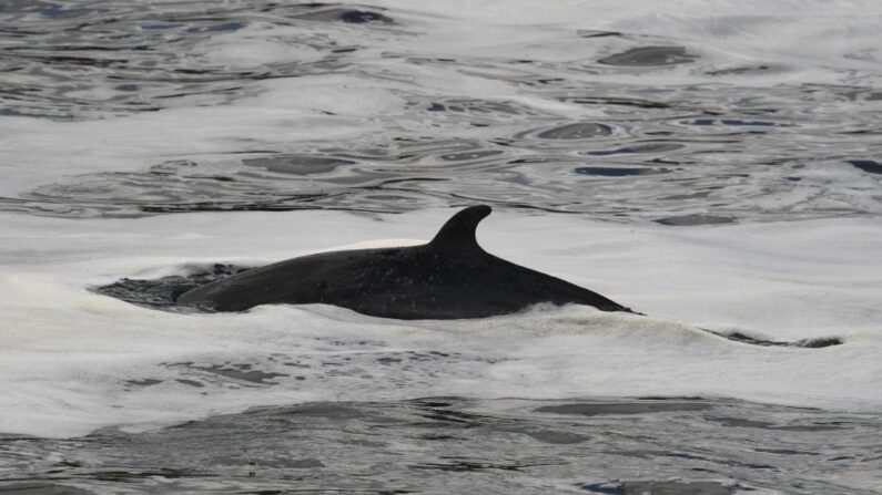 Un juvenil de ballena Minke nada junto a la esclusa de Teddington, en el suroeste de Londres, después de haber remontado el río Támesis el 10 de mayo de 2021. (Glyn Kirk/AFP vía Getty Images)