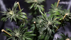 Legisladores de California exigen que se actúe sobre operaciones ilegales de cannabis