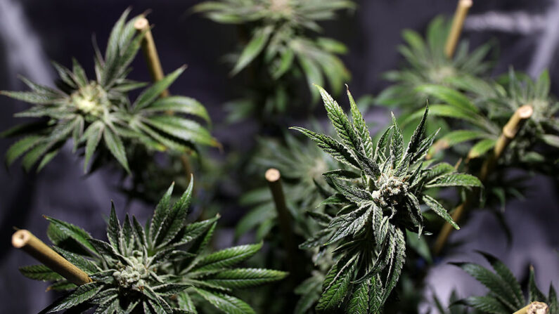 Una planta de marihuana se muestra durante la Cumbre y Exposición de Negocios de Cannabis 2016 el 22 de junio de 2016 en Oakland, California. (Justin Sullivan/Getty Images)