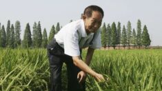 El régimen chino detiene a los detractores del héroe del «arroz híbrido»