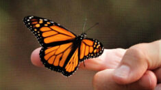 Hombre recibe visita de mariposa tras la muerte de su hija y lo inspira a criar monarcas en su memoria