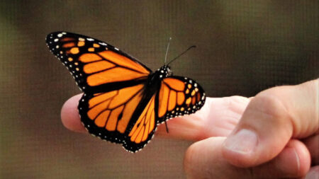 Hombre recibe visita de mariposa tras la muerte de su hija y lo inspira a criar monarcas en su memoria