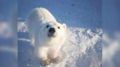 Mineros del Ártico alimentan a cría de oso polar huérfana y se convierte en una amistosa mascota