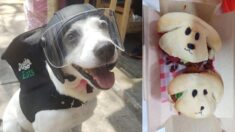 Perrita en México entrega comida con mochila de “Doggie Eats” y recauda fondos para otros 160 animales