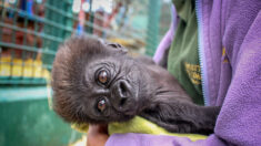 Bebé gorila prematura rechazada por su madre es adoptada por su abuela con ayuda de los cuidadores