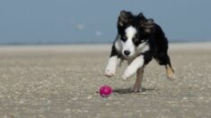 Perrito ciego visita la playa por primera vez en su vida: ¡Su alegría al jugar en el mar es única!
