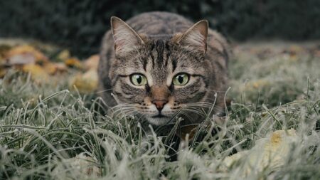 Los exterminadores: un gran equipo de gatos trabaja para terminar con los roedores en Chicago