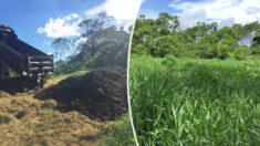 Investigadores vierten toneladas de residuos de café en terreno degradado, y se transforma en dos años