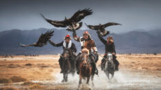 El profundo vínculo entre los últimos cuidadores de águilas de Mongolia y sus poderosas aves: Fotos