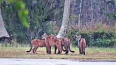Fotógrafo «tiembla de emoción» tras encontrar 5 panteras de Florida el mismo día