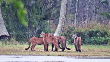 Fotógrafo «tiembla de emoción» tras encontrar 5 panteras de Florida el mismo día