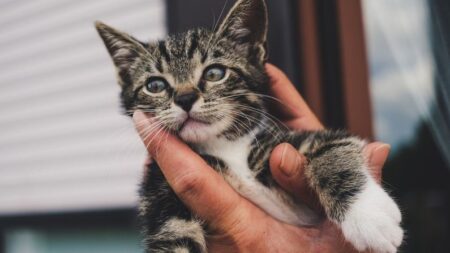 Bombero italiano derrama lágrimas tras rescate de un gatito atrapado: ¡Mostró su gran corazón!