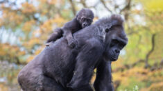Bebé gorila encuentra una madre sustituta después que su madre biológica tuvo problemas para cuidarlo