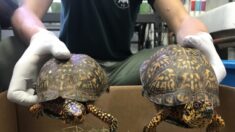 Chino se declara culpable por su papel en un plan de contrabando de tortugas en peligro de extinción a China