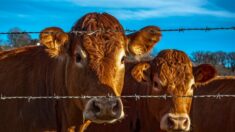 Argentina paraliza exportaciones de carne de vacuno durante 30 días por fuerte demanda de China