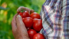 Sí, debes lavar las frutas y verduras