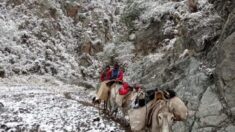 Maestras argentinas viajan 4 horas en mula y entre la nieve para dar clase: «Amamos nuestra vocación»