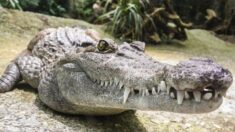 Biólogo arriesga su vida todos los días entre reptiles, lo llaman «el encantador de cocodrilos»