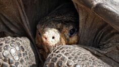 Confirman que tortuga gigante considerada extinta hace 100 años aún vive en Ecuador