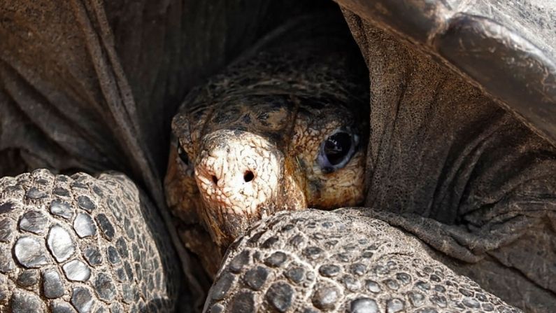 Un espécimen de la tortuga gigante de Galápagos Chelonoidis phantasticus, que se creía extinta hace un siglo, se ve en el Parque Nacional Galápagos en la isla Santa Cruz en el archipiélago de Galápagos, en el Océano Pacífico a 1000 km de la costa de Ecuador, el 19 de febrero de 2019. (RODRIGO BUENDIA/AFP vía Getty Images)