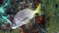 Descubren dos nuevas especies de peces en Galápagos y Pacífico Este Tropical