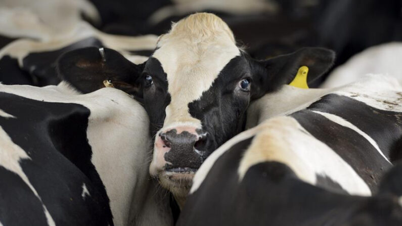 Imagen de archivo de varias vacas en un establo. EFE/EPA/Erik S. Lesser/Archivo