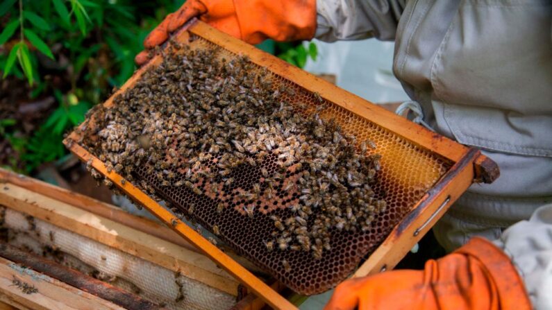 En una foto de archivo, Nancy Carlo Estrada trabaja con sus abejas en las afueras de Coroico, Bolivia, el 20 de diciembre de 2018. (William Wroblewski/AFP vía Getty Images)