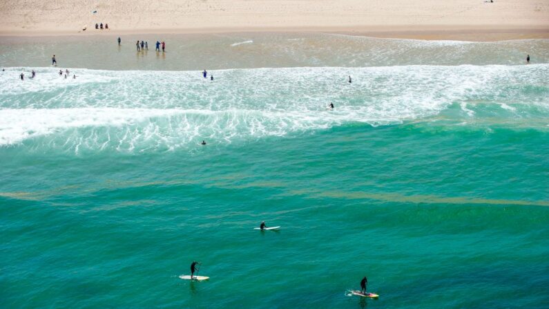 En una foto de archivo, los surfistas montan las olas. (Josep Prezioso/AFP vía Getty Images)