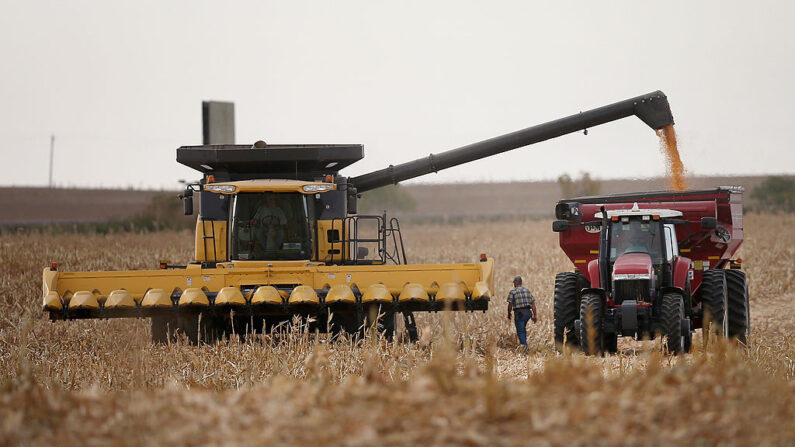 Dave Fendrich (caminando) ayuda a Bryant Hofer (en la cosechadora) a cosechar un campo de maíz el 2 de octubre de 2013 cerca de Salem, Dakota del Sur. (Scott Olson/Getty Images)