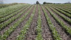 Agricultores blancos de Illinois se querellan por programa de préstamos agrícolas basado en la raza