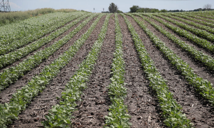 Una plantación de soja en un campo en Dwight (Illinois) el 13 de junio de 2018. (Scott Olson/Getty Images)