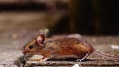 Michigan registra el primer caso humano de hantavirus transmitido por roedores