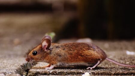 Michigan registra el primer caso humano de hantavirus transmitido por roedores