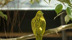 Conozca la paloma de la fruta dorada: Una preciosa ave que le asombrará por su especial aspecto