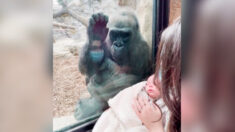 Madre e hijo reciben visita sorpresa de una gorila que acaba de dar a luz: Video